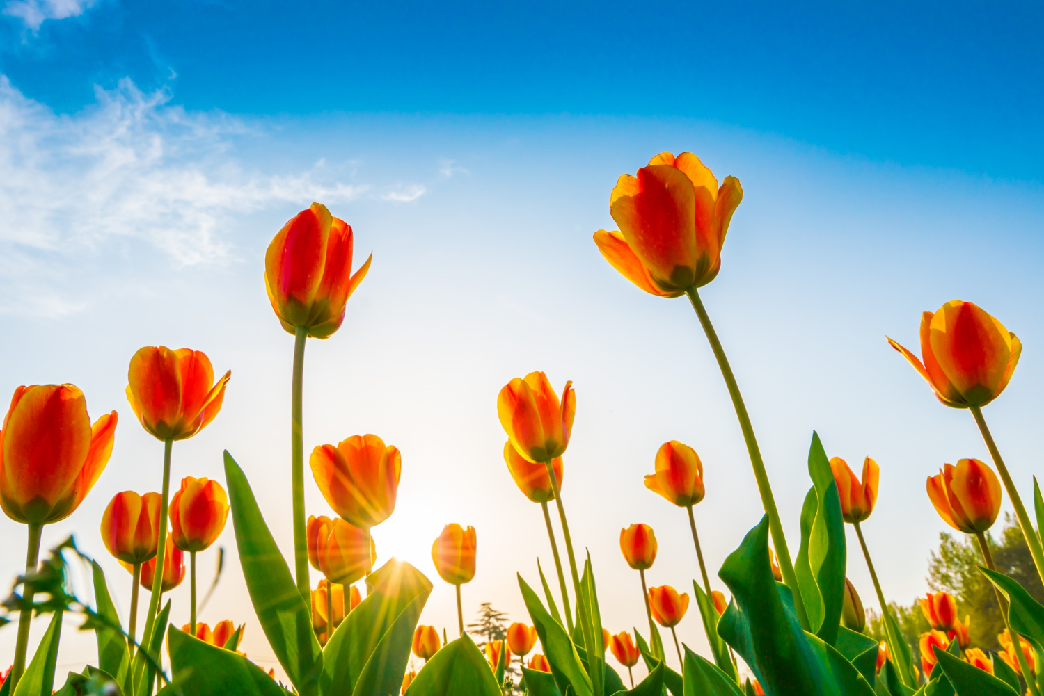 Tulip Mania: Lessons for Today’s Investors from the Great Dutch Economic Crash